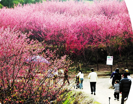 ���������۶��ƺ����ޣ����ǵĹ��¾��ʸ���